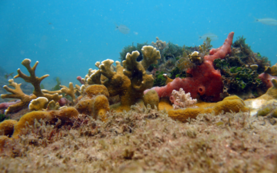 Jardim de coral – My Reef