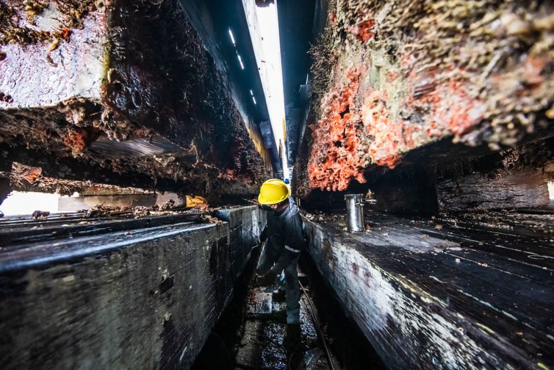 Carbono 14 monitoramento de coral sol