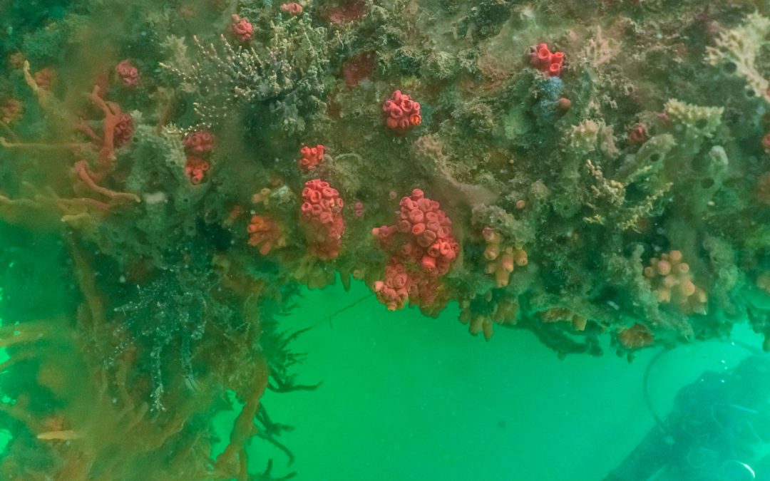 Coral-sol na marina de Itaparica