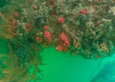 Coral-sol na marina de Itaparica