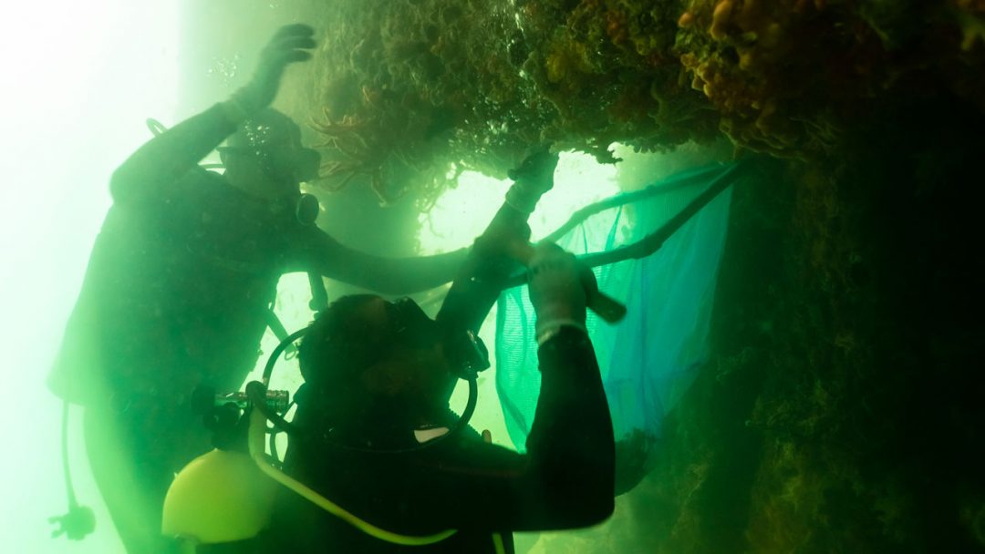 Remoção de coral sol