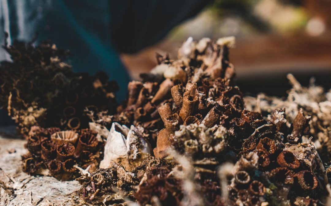 Proliferação de coral sol