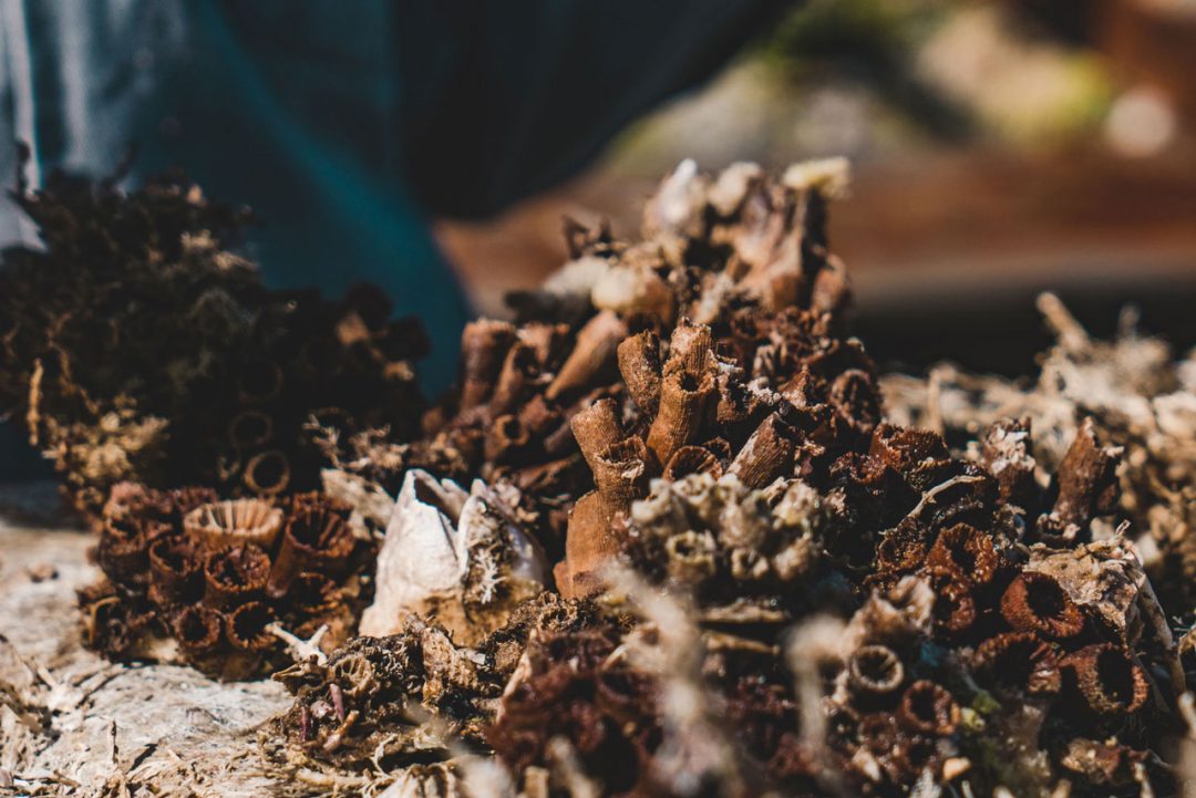 Proliferação de coral sol