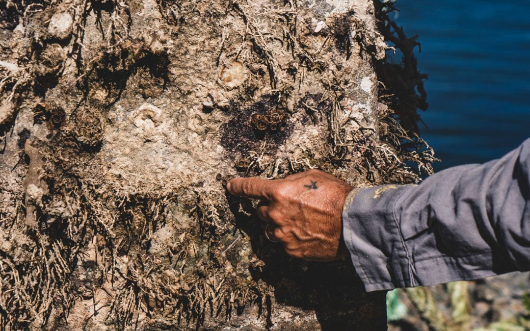 Proliferação de coral sol 2