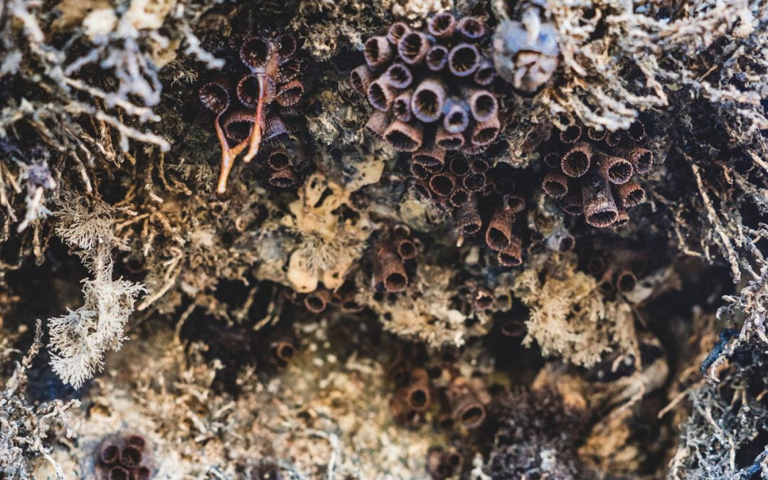 Proliferação de coral sol