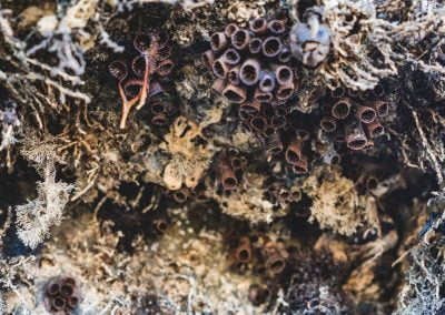 Proliferação de coral sol