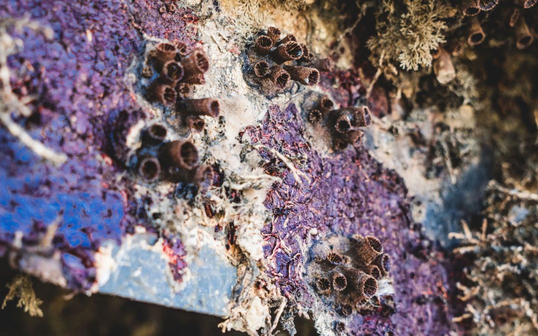 Proliferação do coral sol