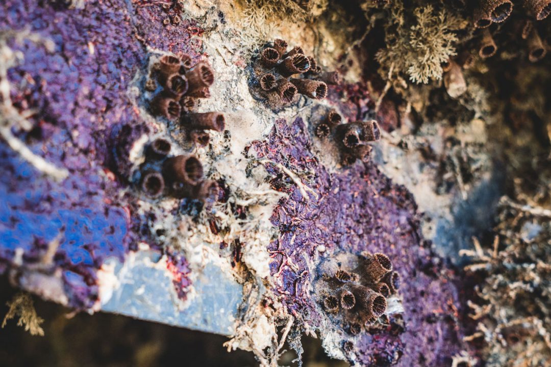 Proliferação do coral sol