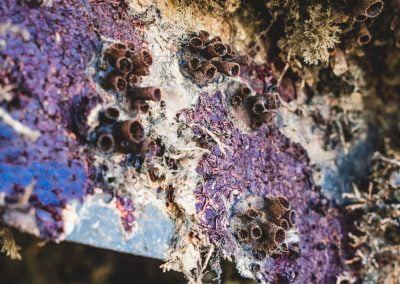 Proliferação do coral sol