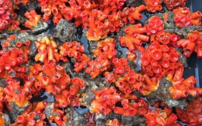 Experimento de restauração de recifes de coral, utilizando esqueletos das espécies bioinvasoras de coral-sol como substrato, na Baía de Todos os Santos, Bahia, Brasil