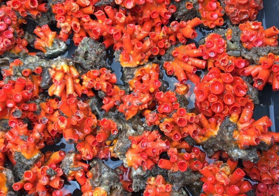 Experimento de restauração de recifes de coral, utilizando esqueletos das espécies bioinvasoras de coral-sol como substrato, na Baía de Todos os Santos, Bahia, Brasil