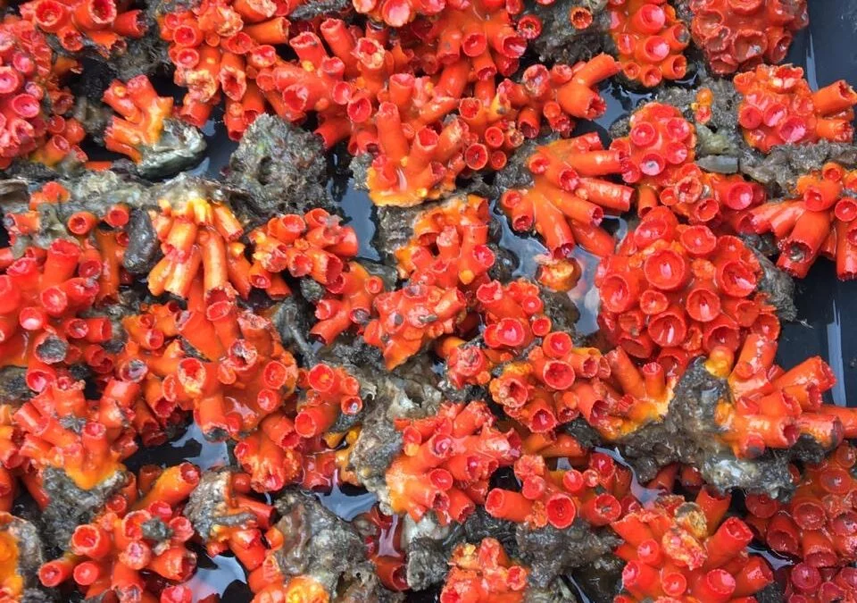 Experimento de restauração de recifes de coral, utilizando esqueletos das espécies bioinvasoras de coral-sol como substrato, na Baía de Todos os Santos, Bahia, Brasil