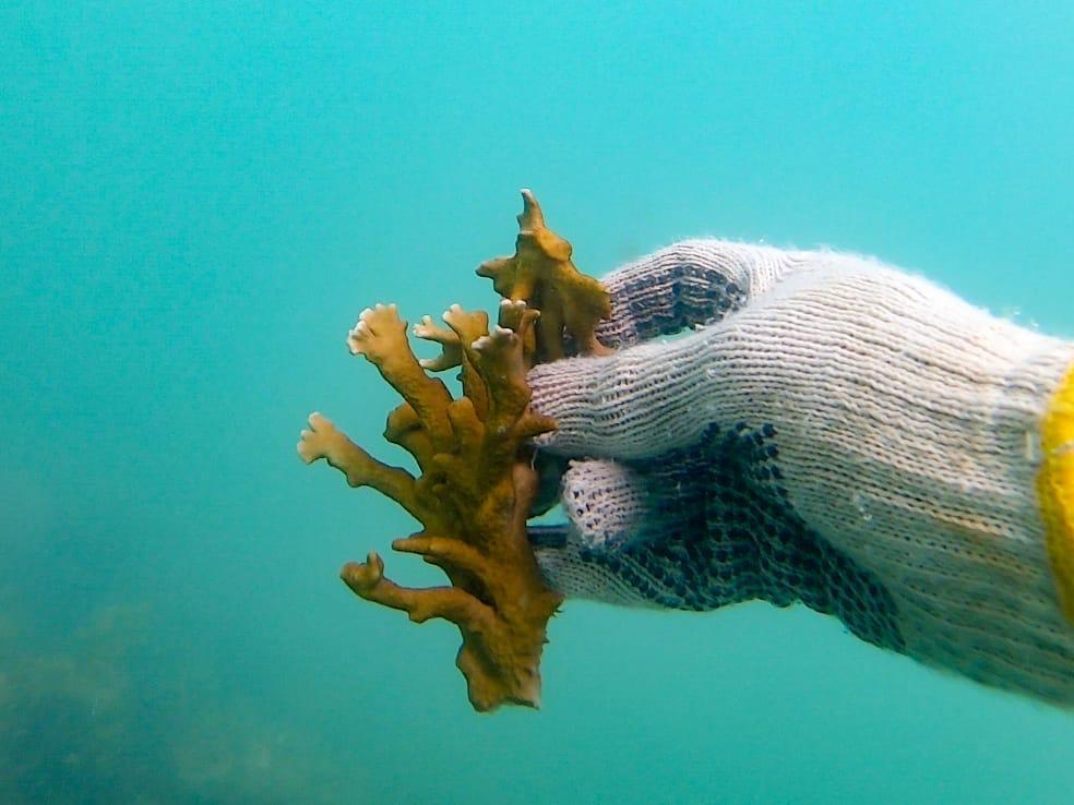 Millepora Alcicornes