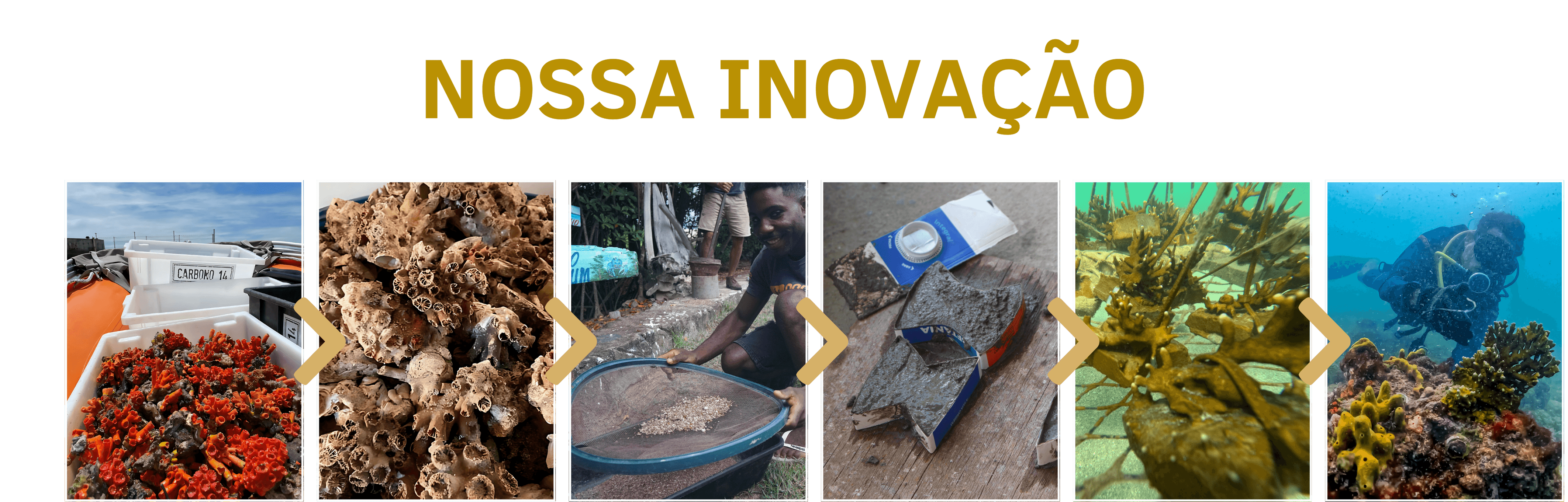 Produção de sementeiras