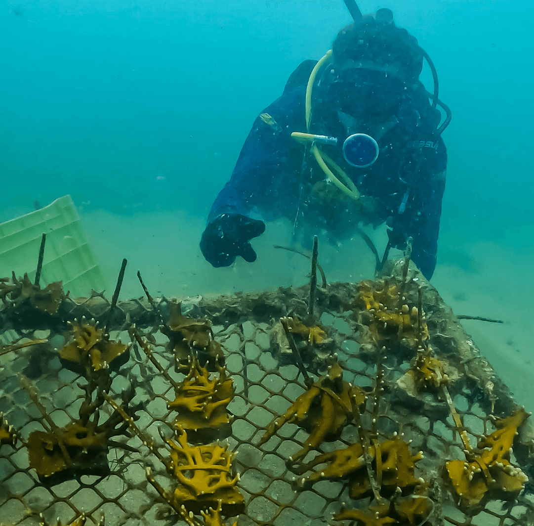 Millepora Alcicornes
