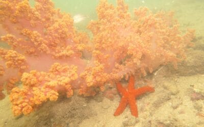 Bahia promove ação pioneira de remoção de coral invasor na Baía de Todos os Santos