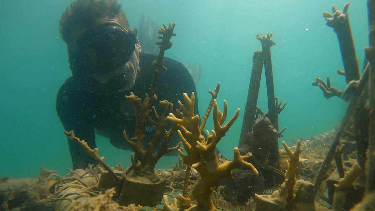 Millepora Alcicornes