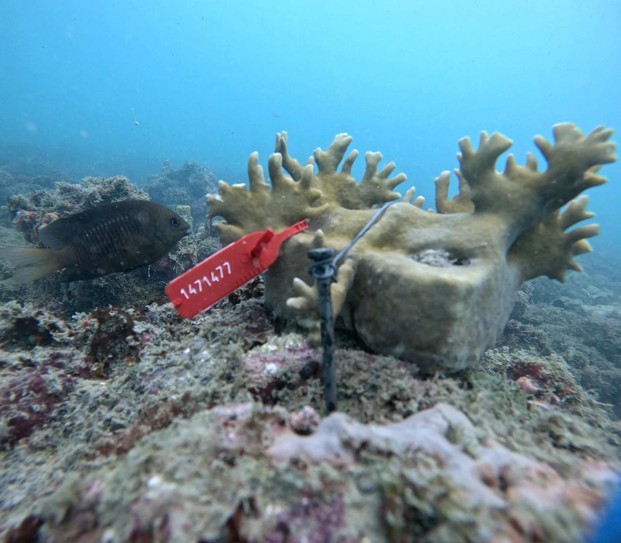 Millepora Alcicornes
